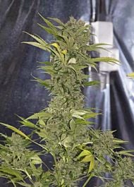 Alpine Seeds X-Dog Regular