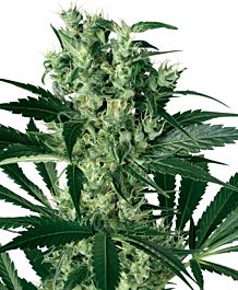 White Label X Haze Feminized