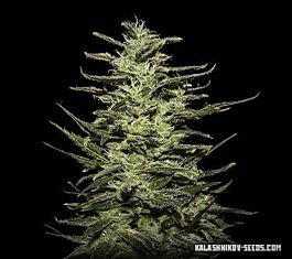 Kalashnikov Seeds Amnesia Molotov Feminized