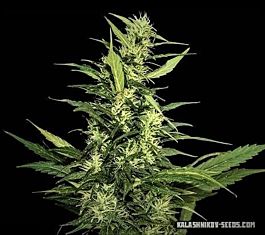 Kalashnikov Seeds Amur Giant Auto Feminized