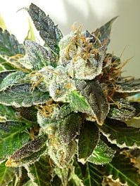 Flash Auto-Flowering Seeds Bubble Crack Auto Regular