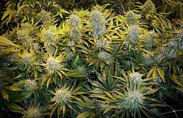 Phoenix Seeds CBD Critical Mass Feminized