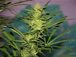 Original Delicatessen Seeds Her Majesty Feminized
