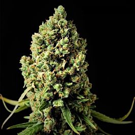 Phoenix Seeds Original Skunk Feminized