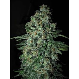 Mosca Seeds Tsi Fly Regular