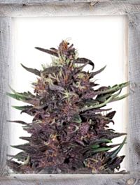 Garden of Green Violet Kush Auto Feminized