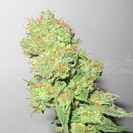 Medical Seeds Y Griega CBD Feminized
