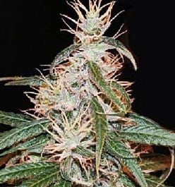 Apothecary Genetics Yoruba x Nigerian Hash Plant Regular