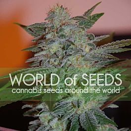 World of Seeds Yumbolt 47 Feminized