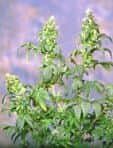 Sagarmatha Seeds Yumbolt Regular