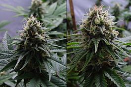 Resin Seeds Yummy Regular