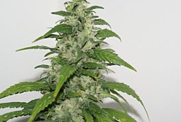 Resin Seeds Yummy Feminised