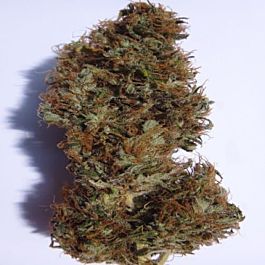 Seedsman Hash Passion Regular