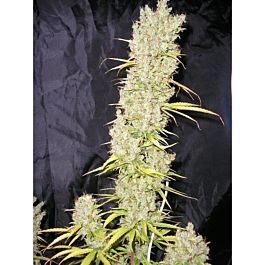 Tropical Seeds Zamalmystik Regular