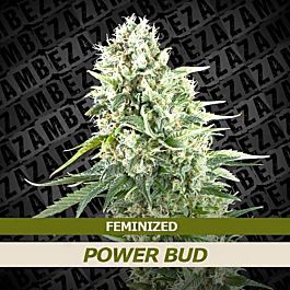 ZAMBEZA Seeds Power Bud Feminized
