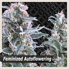 ZAMBEZA Seeds Blue Invader Auto Feminized