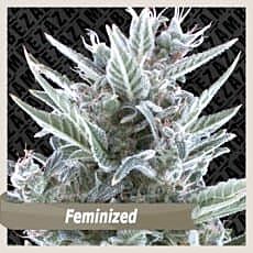 ZAMBEZA Seeds Blue Magnum Feminized