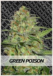 ZAMBEZA Seeds Green Poison Automatic Feminized