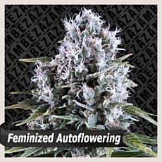 ZAMBEZA Seeds Northern Force Auto Feminized