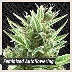 ZAMBEZA Seeds Quick Poison Auto Feminized