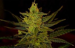 Holy Smoke Seeds Zambezi Regular