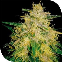 Plantformers Zelda Haze Feminized