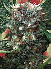 Ministry of Cannabis Zensation Feminized
