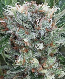 John Sinclair Seeds Trans Love Regular