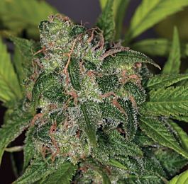 T H Seeds Zero-Gravity Regular
