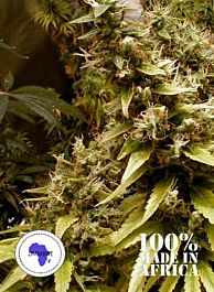Seeds of Africa Zim-Licious Regular
