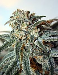 Ripper Seeds Zombie Kush Feminized