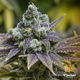 Flavour Chasers Zkittlez Feminized