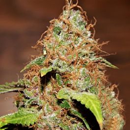 Purple Caper Seeds Zkittlez Regular