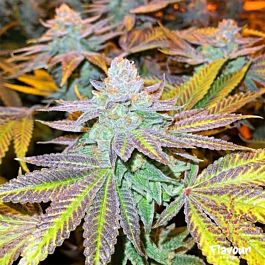 Flavour Chasers Zkittlez Glue Feminized
