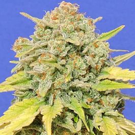 Original Sensible Seeds Zkittlez Feminized