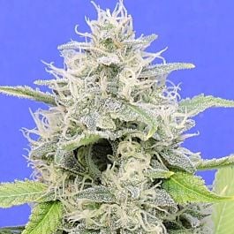 Original Sensible Seeds Zkittzy Gorilla Feminized
