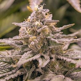 Moxie Seeds Zod Feminized