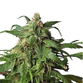Hero Seeds Zombie Rasta Feminised