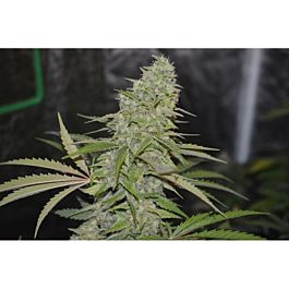 Lineage Genetics Zombie Virus Feminized