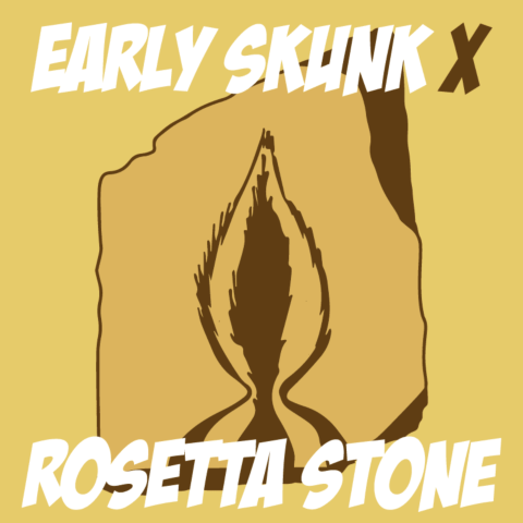 Early Skunk x Rosetta Stone Feminized Seeds