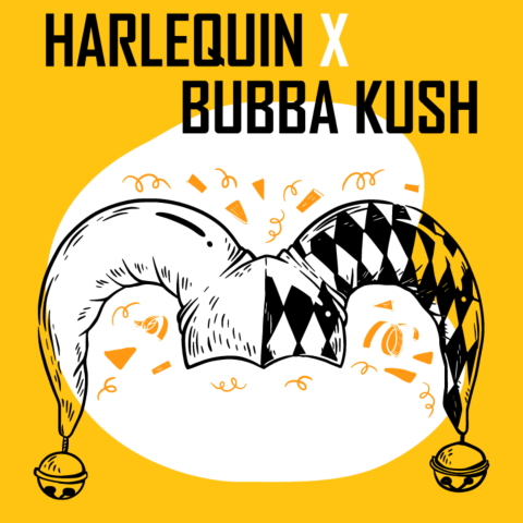 Harlequin x Bubba Kush Regular Seeds