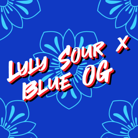 Lyly Sour x Blue OG Feminized Seeds