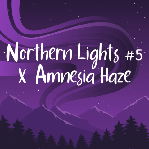 Northern Lights #5 x Amnesia Haze Feminized Seeds