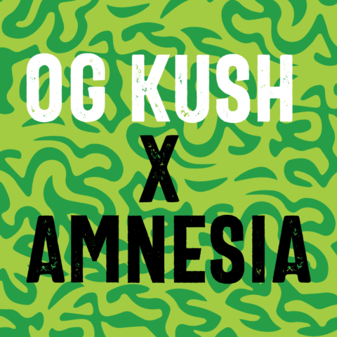 OG Kush x Amnesia Feminized Seeds