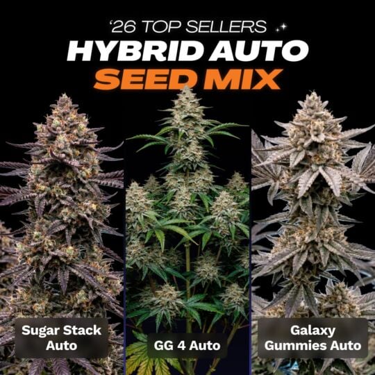 '26 Top Seller Hybrid Auto Seed Mix