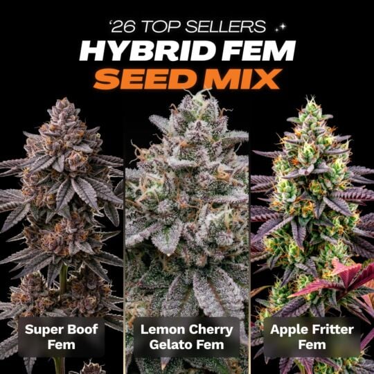 '26 Top Seller Hybrid Fem Seed Mix