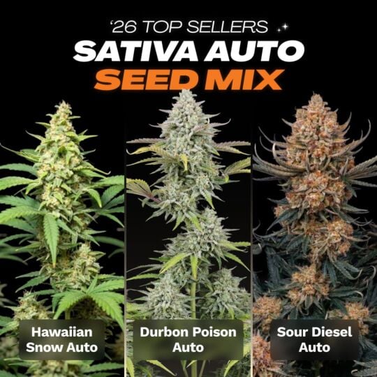 '26 Top Seller Sativa Auto Seed Mix