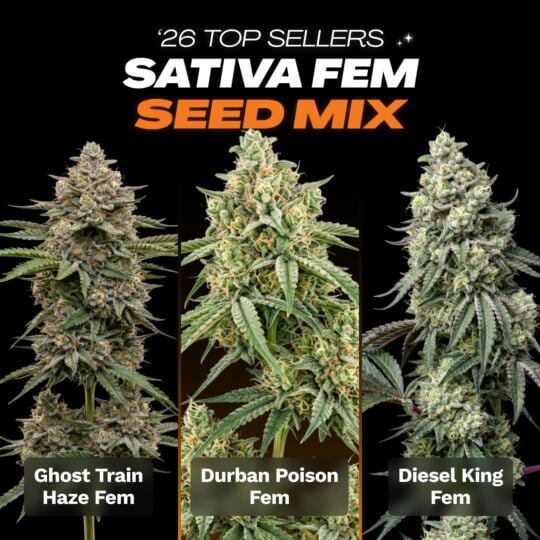 '26 Top Seller Sativa Fem Seed Mix