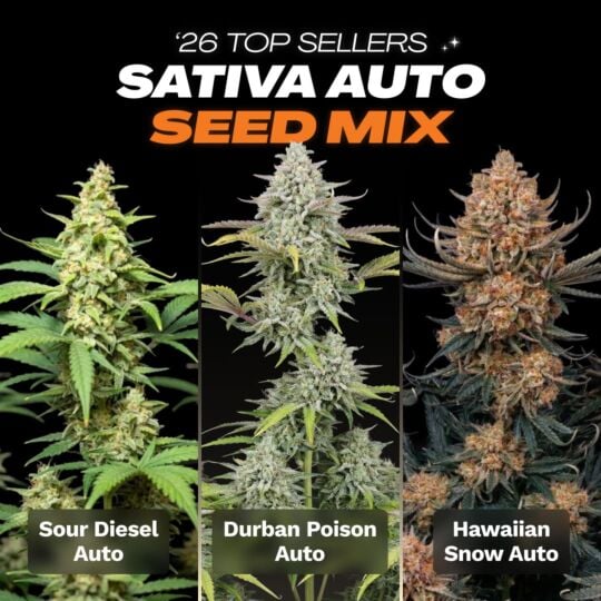 '26 Top Seller Sativa Auto Seed Mix