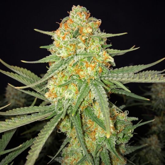 3 Kings Feminized Seeds